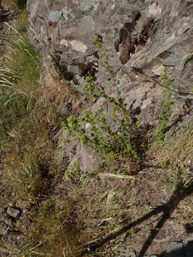 Image of Origanum vulgare subsp. virens (Hoffmanns. & Link) Ietsw.