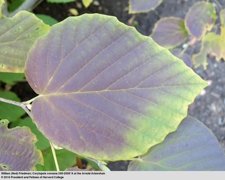 Image of <i>Corylopsis coreana</i>