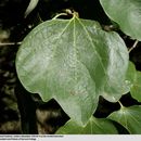 Image of Lindera obtusiloba Bl.