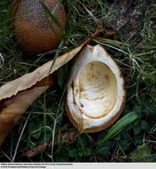 Image of Japanese Horse-chestnut