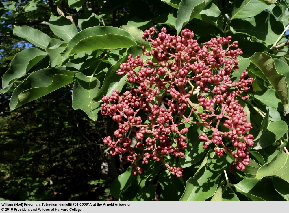 Image of bee-bee tree