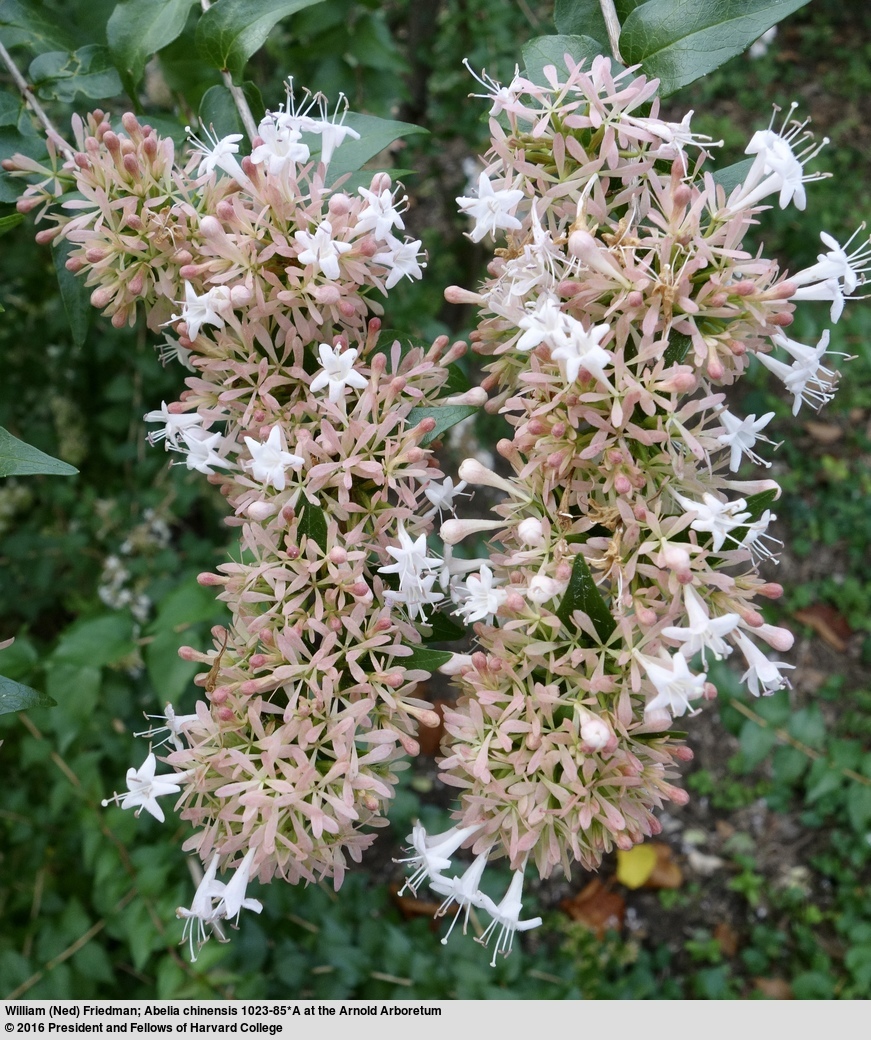 Image of Abelia chinensis R. Br.