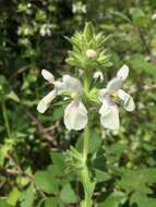 Image de Stachys spinulosa Sm.