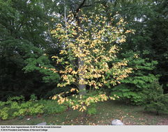Image of Manchurian Striped Maple