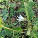 Image of Solanum juvenale Thell.