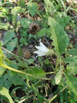 Image of Solanum juvenale Thell.