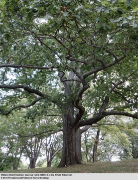 Image of Northern Red Oak