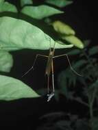 Image of Bittacus panamensis Byers 1958