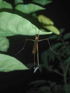 Image of Bittacus panamensis Byers 1958