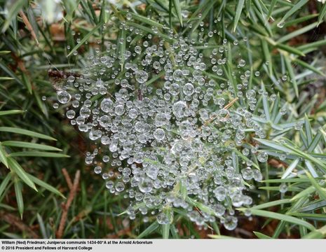 Image of Common Juniper