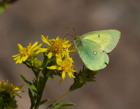 Image of Scudder's Sulphur