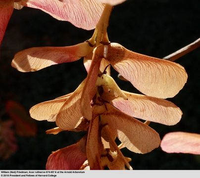 Image of Grey-budded snake-bark-maple