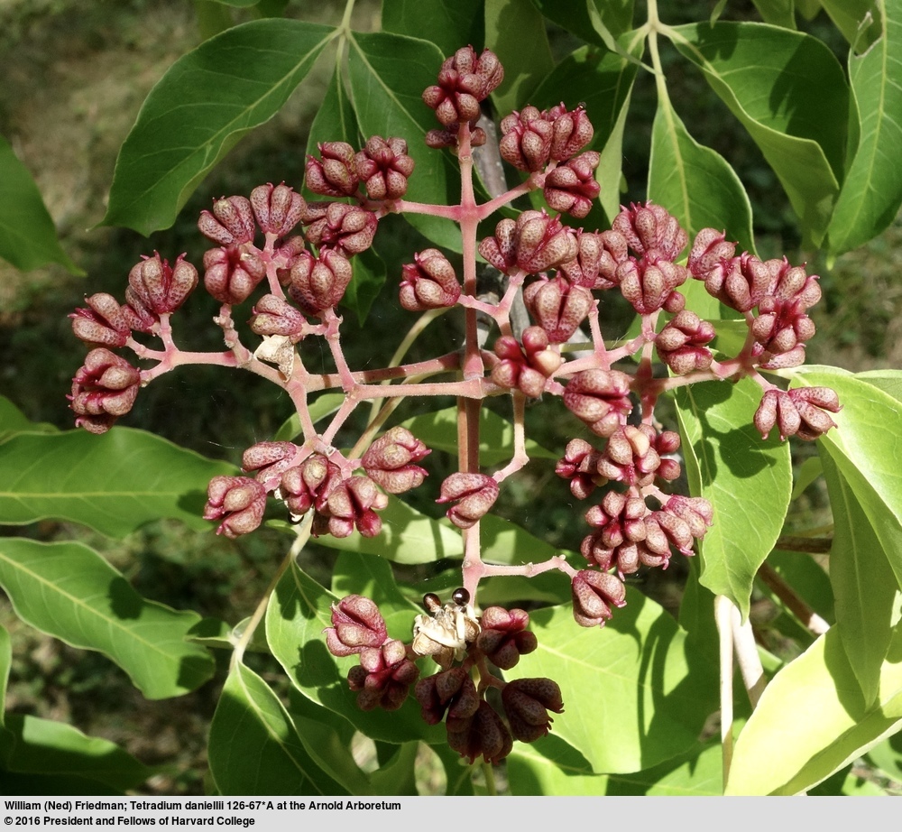 Tetradium daniellii (Benn.) T. G. Hartley resmi