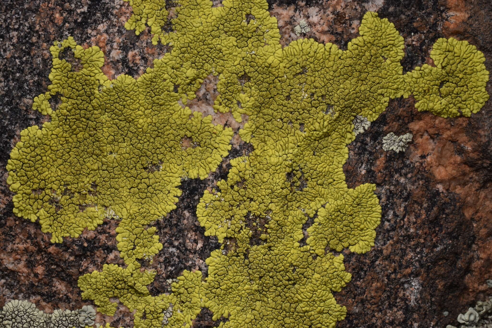 Image of Gold cobblestone lichen