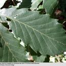 Image of <i>Quercus mongolica</i> var. <i>grosseserrata</i>