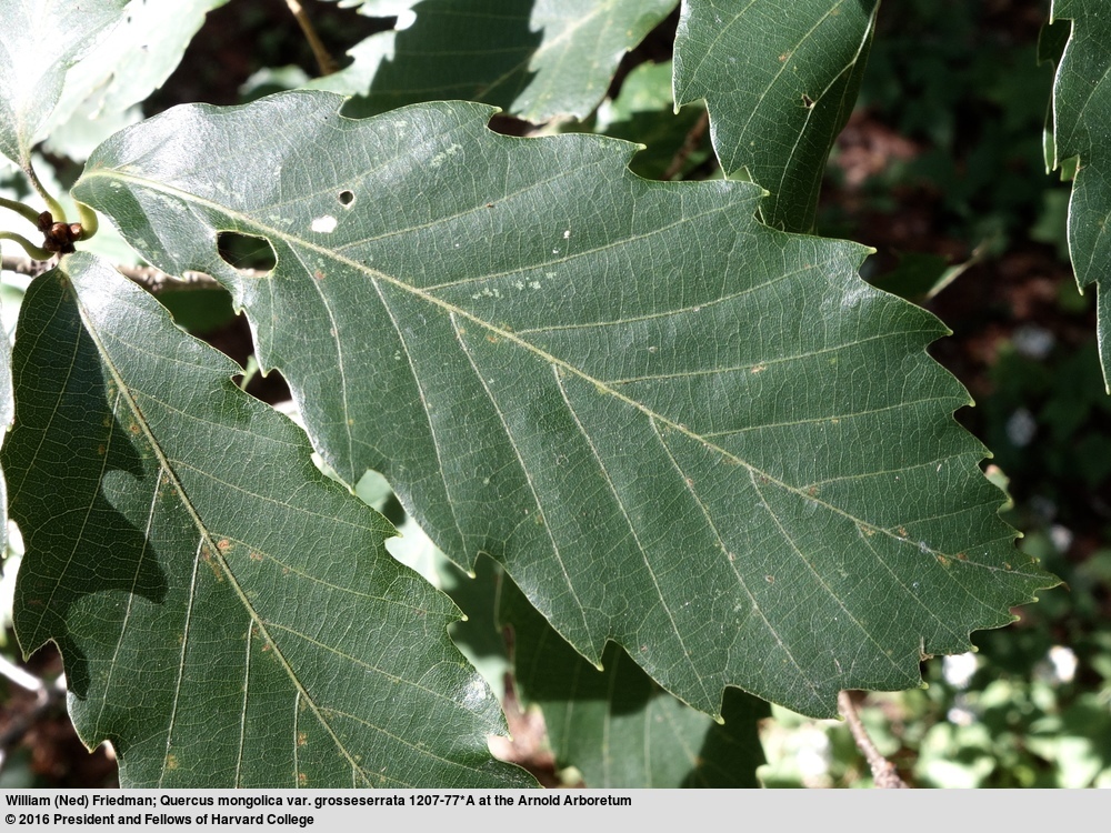 Sivun <i>Quercus mongolica</i> var. <i>grosseserrata</i> kuva