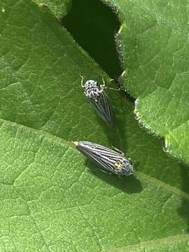 Image of Graphocephala appropinquans (Fowler 1899)