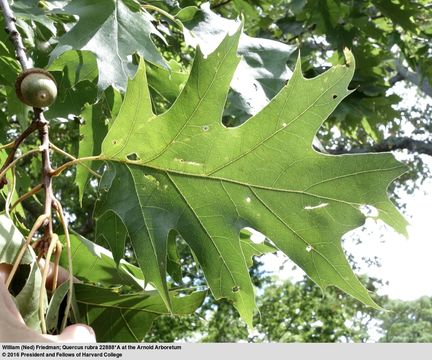 Image of Northern Red Oak