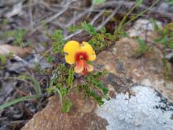 Image of Bossiaea cordigera Hook. fil.