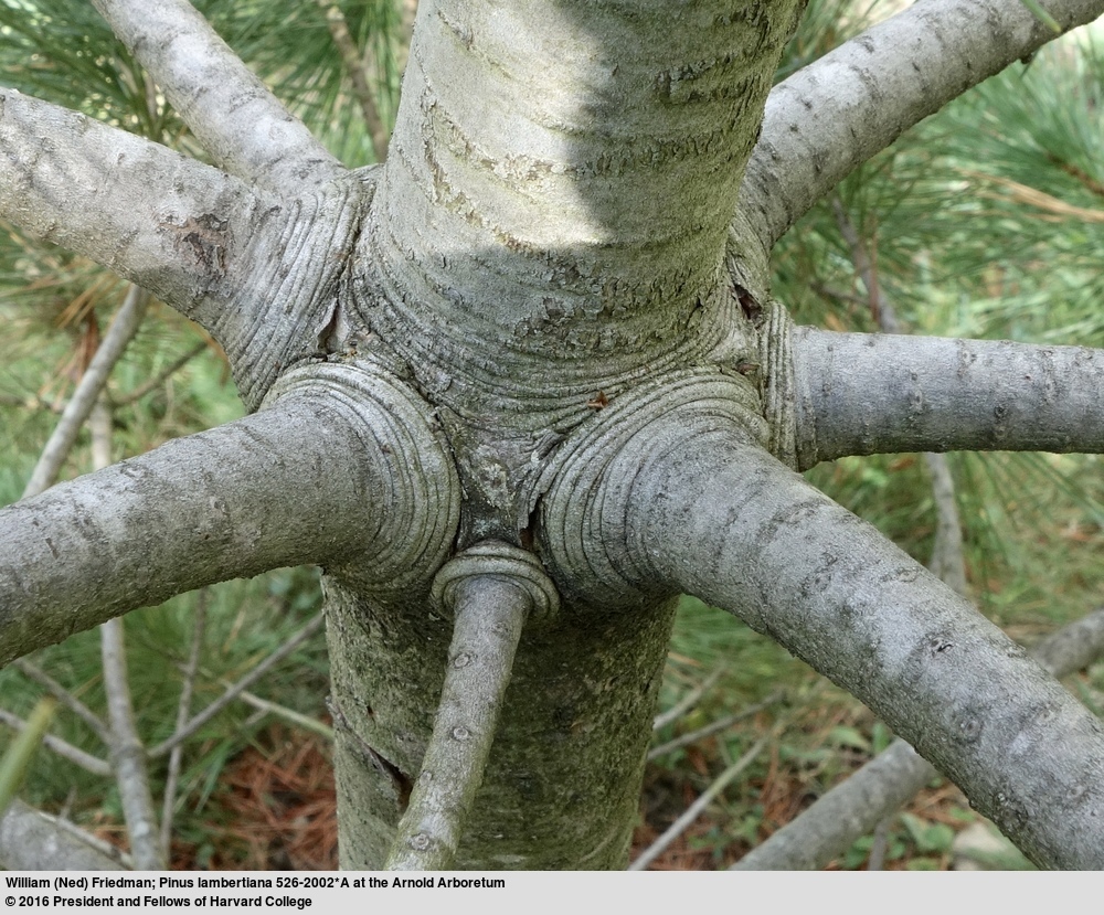 Image of sugar pine