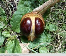 Image of Japanese Horse-chestnut