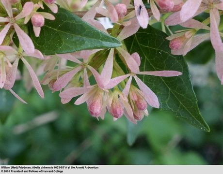 Image of chinese abelia