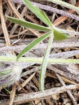 Psoralea scaposa (A. Gray) J. F. Macbr. resmi