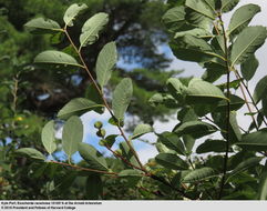 Imagem de Exochorda racemosa (Lindl.) Rehd.