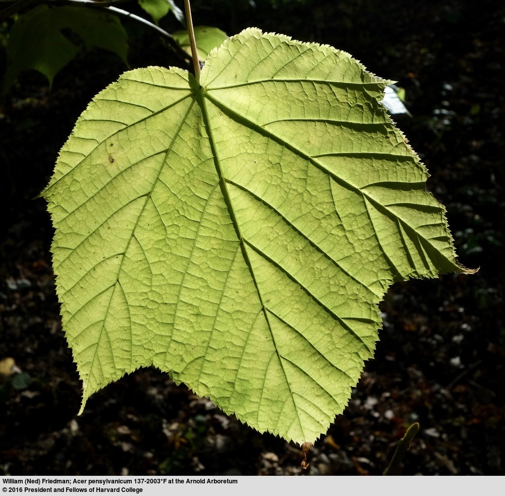 Image of Striped Maple