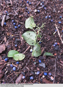 Image of <i>Symplocos paniculata</i>