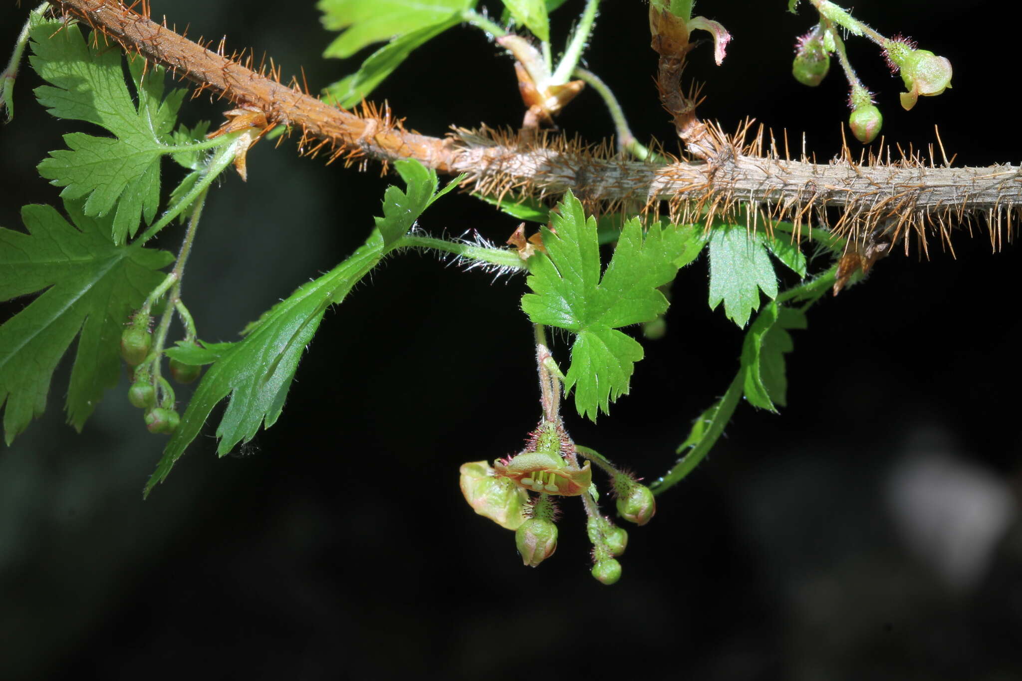 Image of prickly currant