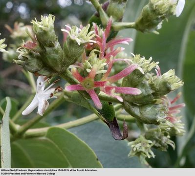 Image de Heptacodium miconioides Rehder