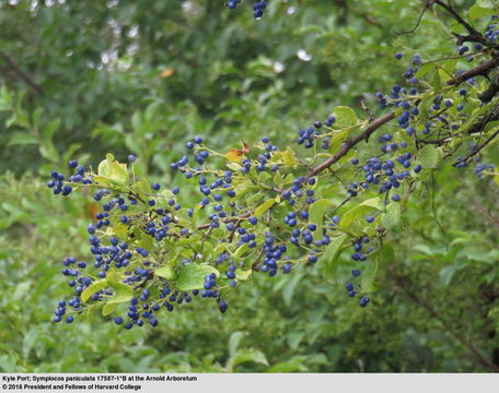 <i>Symplocos paniculata</i>的圖片