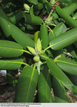 Imagem de Rhododendron fortunei T. Moore ex Lindl.