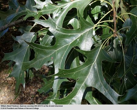 Image of Red Oak