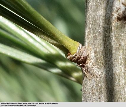 Image of sugar pine