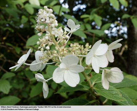 Image of panicled hydrangea