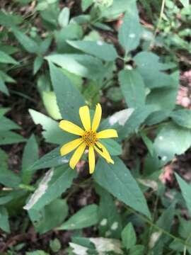 Image of smooth oxeye