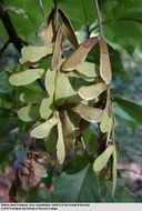 Image of Acer carpinifolium Sieb. & Zucc.