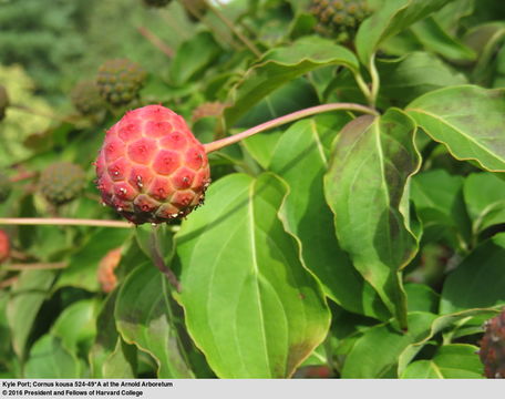 Sivun Cornus kousa Bürger ex Hance kuva