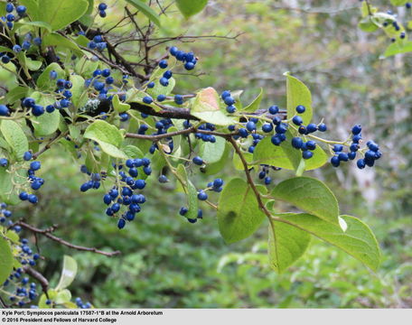 Image of <i>Symplocos paniculata</i>