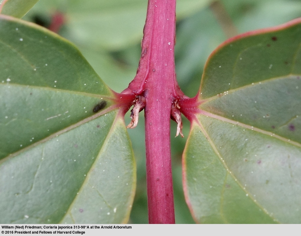 Image of Coriaria japonica A. Gray