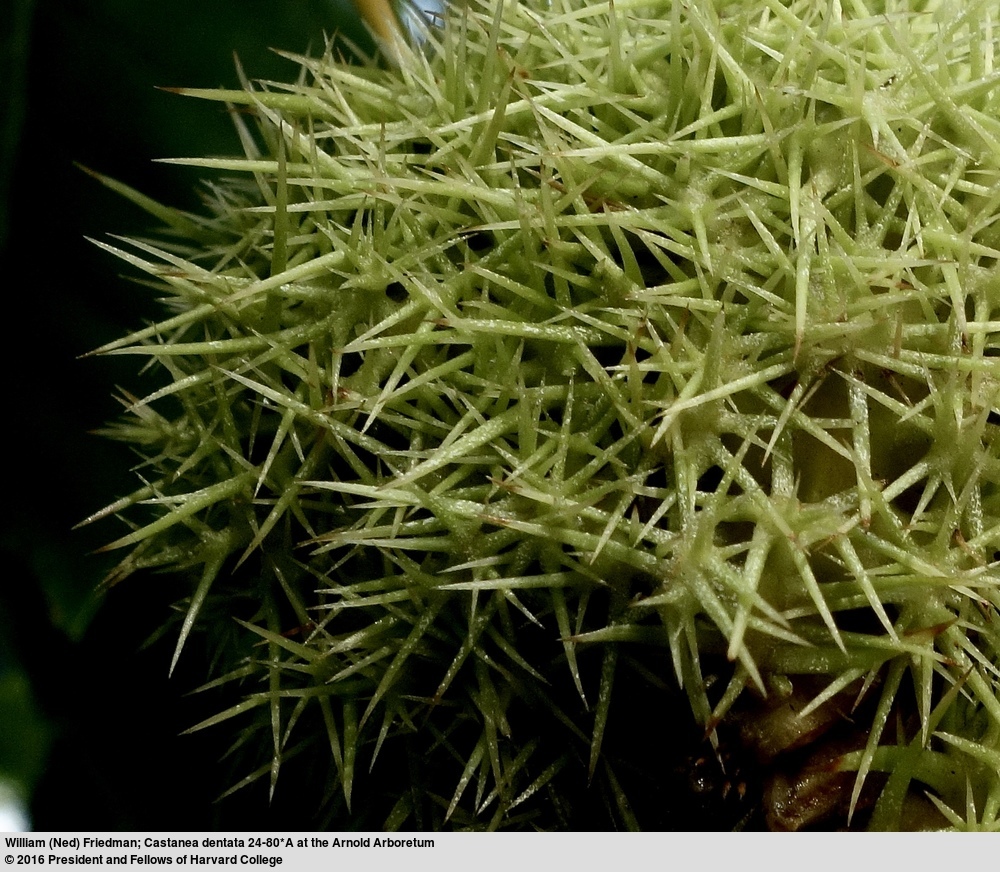 Image of American chestnut