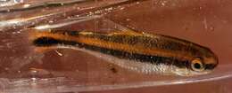 Notropis chalybaeus (Cope 1867)的圖片