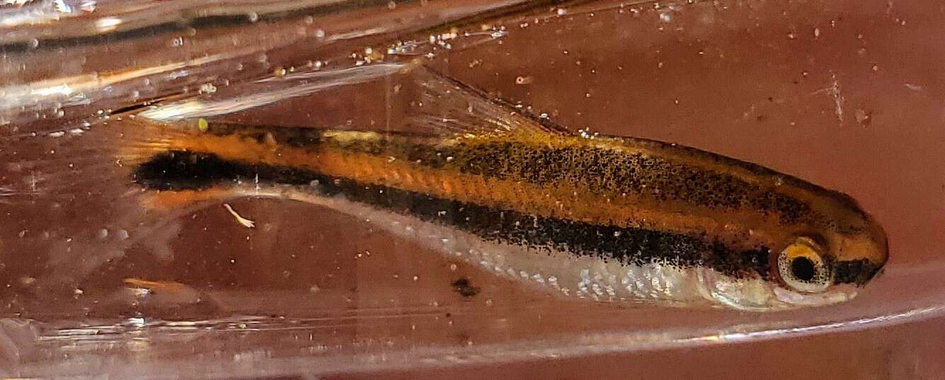 Notropis chalybaeus (Cope 1867)的圖片