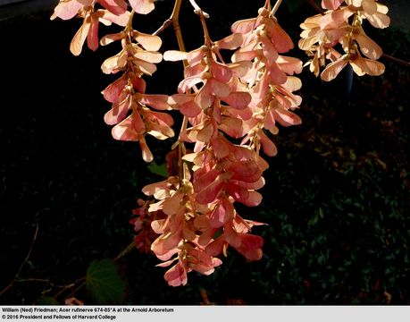 Image of Grey-budded snake-bark-maple