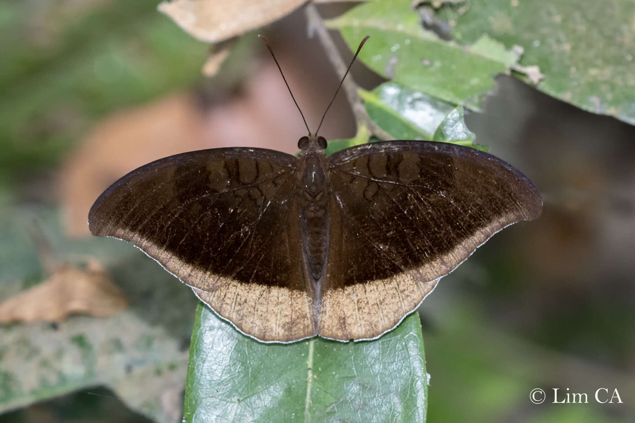 Image of Tanaecia lepidea Butler 1868