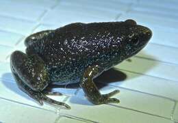 Image of Eastern Narrowmouth Toad