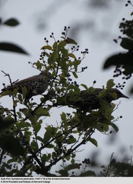 Image of <i>Symplocos paniculata</i>