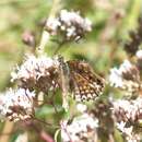 Image of Melitaea didyma meridionalis Staudinger 1870